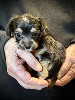 Fluffy Butt, a female Chihuahua and Chinese Crested for sale in Germantown, OH – 5 of 5