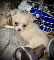 Cream and white longhaired (tiny), a female Chihuahua for sale in Germantown, OH – 3 of 5