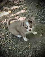 Merle, blue eyes, a female Chihuahua and Chinese Crested for sale in Germantown, OH – 2 of 5