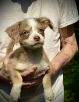 Merle puff, blue eye, a female Chihuahua and Chinese Crested for sale in Germantown, OH – 1 of 6