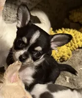 Tiny Tricolor male, a male Chihuahua for sale in Germantown, OH – 2 of 2
