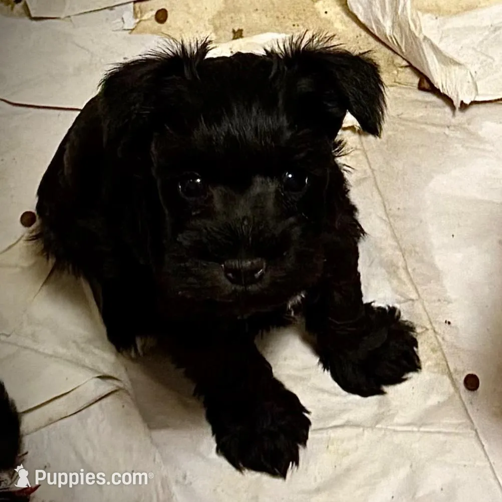 Bernadette, a female Miniature Schnauzer for sale in Germantown, OH – Photo 1 of 1