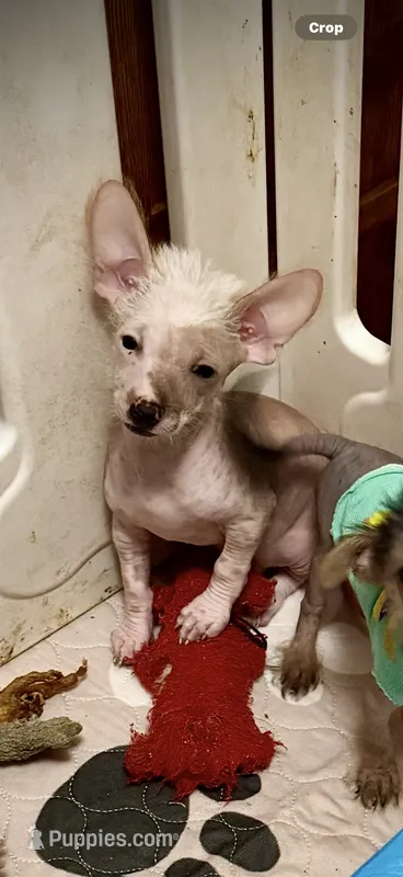Slick – Chihuahua, Chinese Crested puppy for sale in Germantown, OH