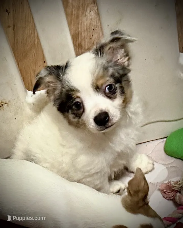 Moose (blue eye) – Chihuahua puppy for sale in Germantown, OH