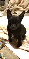 Dark blue/brindle, a male Chihuahua for sale in Germantown, OH – 4 of 5