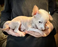 Slick, a male Chihuahua and Chinese Crested for sale in Germantown, OH – 4 of 4