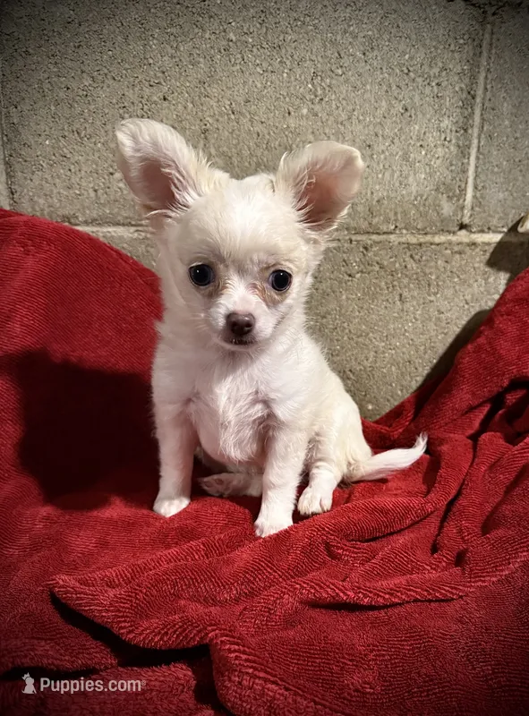 Cream and white longhaired (tiny) – Chihuahua puppy for sale in Germantown, OH