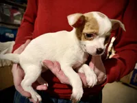 Merle spotted, a female Chihuahua for sale in Germantown, OH – 2 of 2