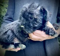 Onyx, a male Miniature Schnauzer for sale in Germantown, OH – 2 of 4