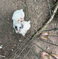 Rudolph Valentino , a male Poodle - Toy  and Poodle - Miniature  for sale in Germantown, OH – Photo 3 of 6