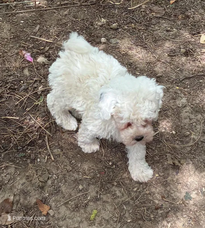 Rudolph Valentino  – Poodle - Toy , Poodle - Miniature  puppy for sale in Germantown, OH