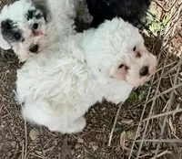 Rudolph Valentino , a male Poodle - Toy  and Poodle - Miniature  for sale in Germantown, OH – Photo 6 of 6