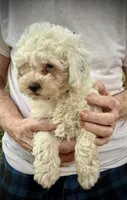 Rudolph Valentino , a male Poodle - Toy  and Poodle - Miniature  for sale in Germantown, OH – Photo 5 of 6
