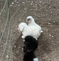 Rudolph Valentino , a male Poodle - Toy  and Poodle - Miniature  for sale in Germantown, OH – Photo 2 of 6