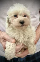Rudolph Valentino , a male Poodle - Toy  and Poodle - Miniature  for sale in Germantown, OH – Photo 4 of 6