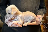 Slick, a male Chihuahua and Chinese Crested for sale in Germantown, OH – 2 of 4