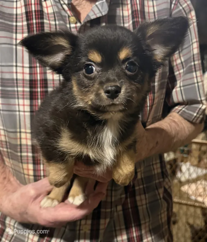 Black/tan/white – Chihuahua puppy for sale in Germantown, OH