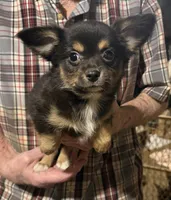 Black/tan/white, a male Chihuahua for sale in Germantown, OH – 1 of 3