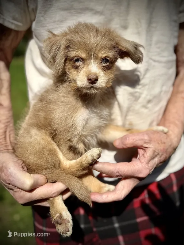Sweet merle, blue eye pp – Chihuahua, Chinese Crested puppy for sale in Germantown, OH