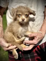 Sweet merle, blue eye pp, a female Chihuahua and Chinese Crested for sale in Germantown, OH – 1 of 5