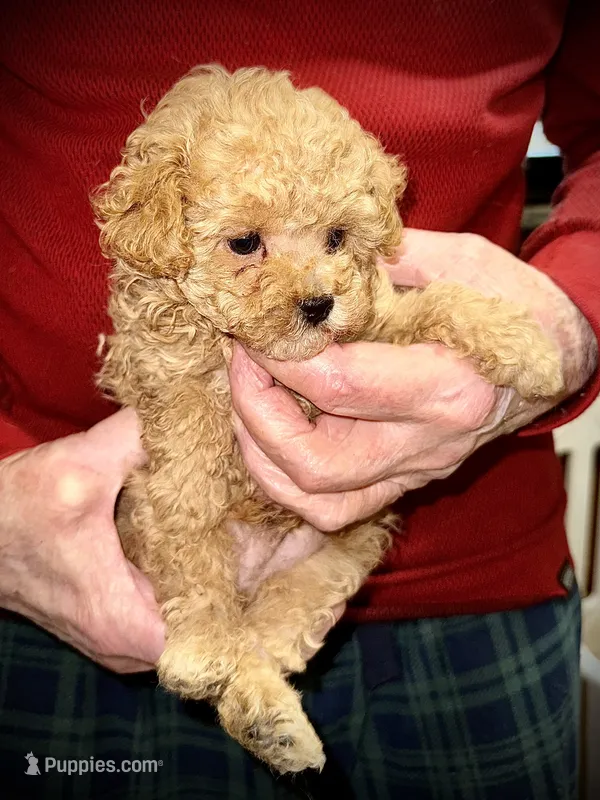 Freedom – Poodle - Toy  puppy for sale in Germantown, OH