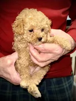Freedom, a male Poodle - Toy  for sale in Germantown, OH – 1 of 1