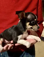 Black tricolor, a female Chihuahua for sale in Germantown, OH – 1 of 2