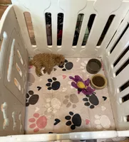 Freedom (tiny boy), a male Poodle - Toy  for sale in Germantown, OH – 2 of 2