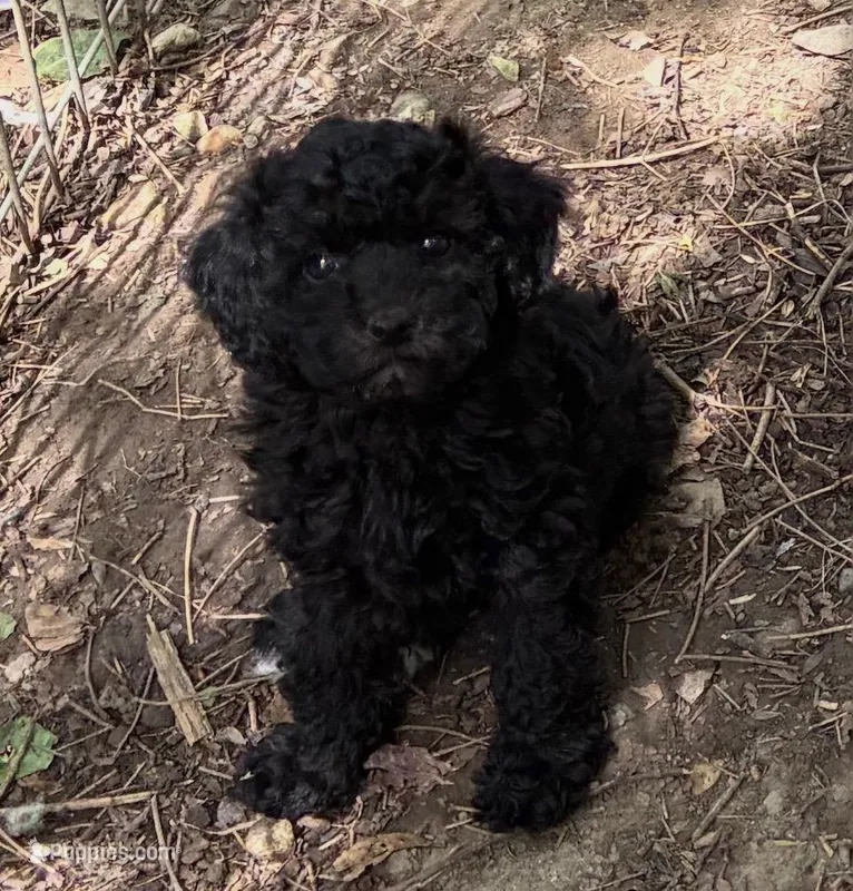 Heart – Poodle - Toy , Poodle - Miniature  puppy on hold in Germantown, OH