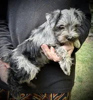 Bella, a female Miniature Schnauzer for sale in Germantown, OH – 3 of 4
