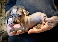 Rocky Balboa, a male Chihuahua and Chinese Crested for sale in Germantown, OH – 4 of 5