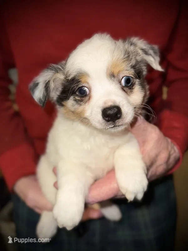 Moose – Chihuahua puppy for sale in Germantown, OH