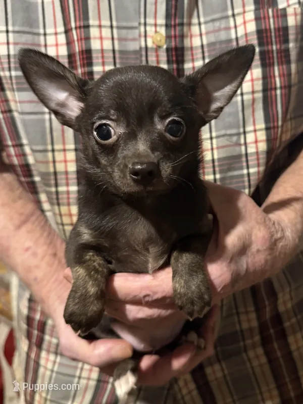 Dark blue/brindle – Chihuahua puppy for sale in Germantown, OH