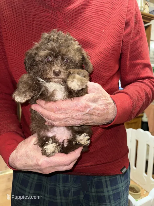 Tiny Coco – Pomapoo, Poodle - Toy  puppy for sale in Germantown, OH