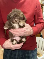 Tiny Coco, a female Pomapoo and Poodle - Toy  for sale in Germantown, OH – 1 of 1