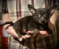 Dark blue/brindle, a male Chihuahua for sale in Germantown, OH – 2 of 5