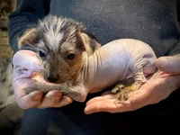 Rocky Balboa, a male Chihuahua and Chinese Crested for sale in Germantown, OH – 3 of 5