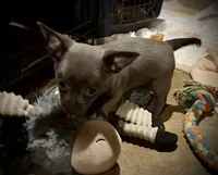 Baby Blue, a female Chihuahua for sale in Germantown, OH – 6 of 6