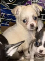 Cream and white longhaired , a female Chihuahua for sale in Germantown, OH – 2 of 2