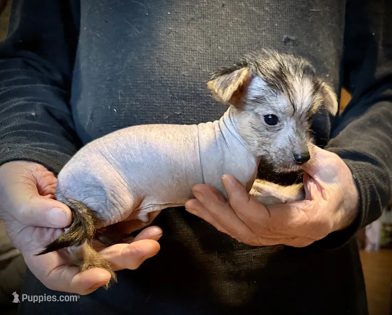 Rocky Balboa – Chihuahua, Chinese Crested puppy for sale in Germantown, OH