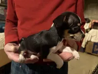 Black tricolor, a female Chihuahua for sale in Germantown, OH – 2 of 2