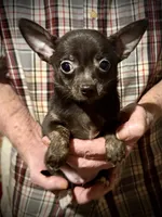 Dark blue/brindle, a male Chihuahua for sale in Germantown, OH – 3 of 5