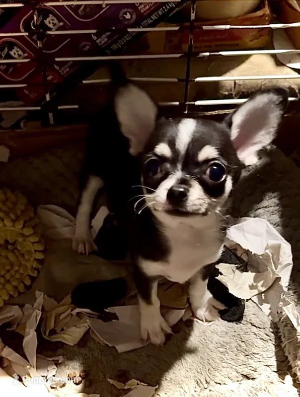 Tiny Tricolor male – Chihuahua puppy for sale in Germantown, OH