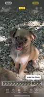 Chocolate Sable, a male Chihuahua and Chinese Crested for sale in Germantown, OH – 3 of 5
