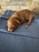 Harold, a female Poodle - Toy  for sale in Sacramento, CA – 4 of 4