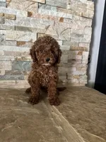 Gina , a female Poodle - Toy  and Miniature Goldendoodle for sale in Sacramento, CA – 3 of 3