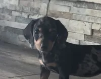Dixie, a female Miniature Dachshund for sale in Sacramento, CA – 2 of 5