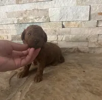 Toy doodle George , a male Poodle - Toy  and Miniature Goldendoodle for sale in Sacramento, CA – 3 of 4