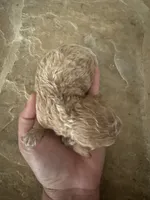 AKC Megan, a female Poodle - Toy  for sale in Sacramento, CA – 2 of 3