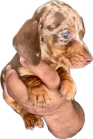 Luke, a male Miniature Dachshund for sale in Sacramento, CA – 2 of 2